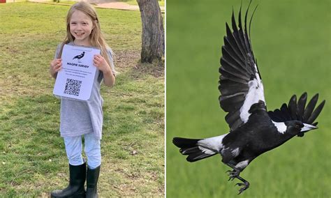 These Are The Four Things About You That Make Magpies Swoop As Aussie Schoolgirl Wins Awards
