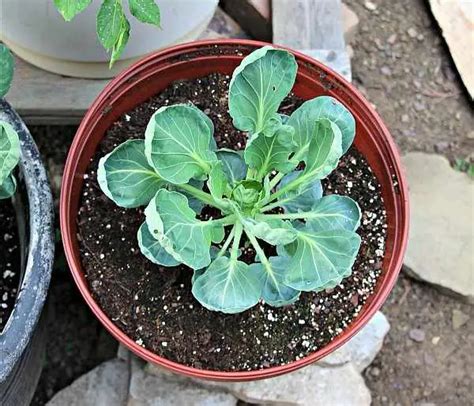 Growing Brussels Sprouts At Home From Seeds To Harvest