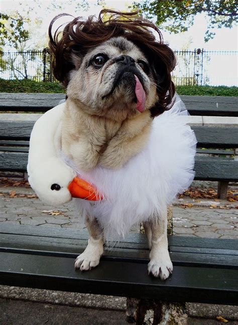 Bjork Swan Dress Pug Costumes That Prove Pugs Always Win At