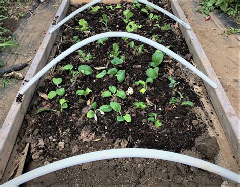 Watering from the bottom is the preferred method. Summer Season Extension Using Shade Fabric for Cool ...