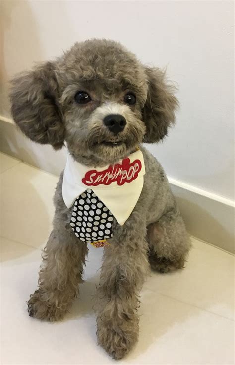Jul 20, 2020 · trimming your poodle's fur 1. My little prince | Toy poodle haircut, Poodle haircut ...