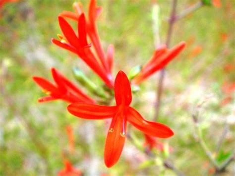 I must warn that even consuming very small doses of this plant is dangerous and has a strong effect on. How to Attract Hummingbirds and Butterflies. What Flowers ...