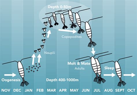 Inspirasi Populer Diagram Of Zooplankton