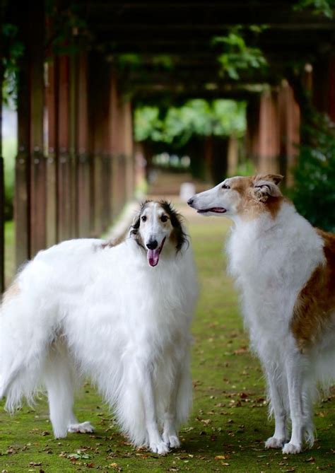 Two Lovely Borzois Borzoi Beautiful Dogs Canine Companions