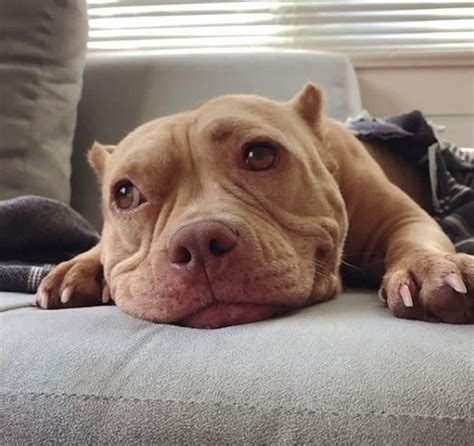 Pit Bull Cannot Stop Smiling After Being Rescued From The Streets