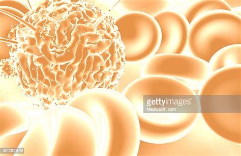 Hematopoietic Stem Cells Photos And Premium High Res Pictures Getty