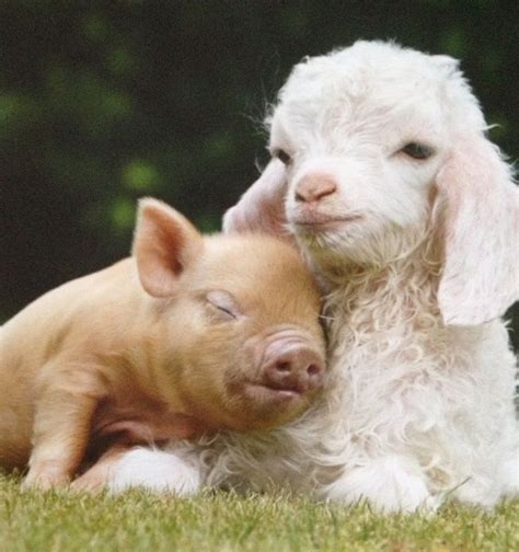 Animal Odd Couples Unlikely Animal Friends Cute Pigs Cute Animals