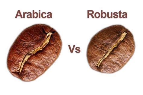 perbedaan antara kopi arabica  robusta dapur modern