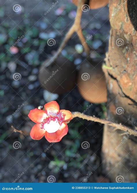Shorea Robusta Or Sakhua Or Shala Tree Or Sal Tree Flower Stock Image