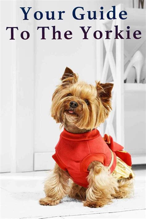 Yorkie Breed Guide