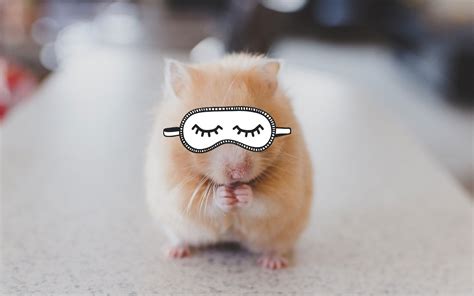 Four Reasons Your Hamster Is Making Weird Breathing Noises