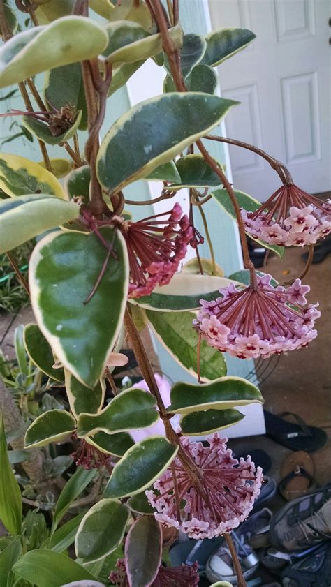 Leaves of hoya are wrinkling. Pin on My Hoya Collection