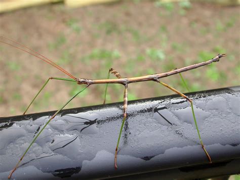 Door to Nature: Walking Sticks - Door County Pulse