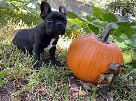 The search tool above returns a list of breeders located. Gallery - French Bulldog Houston | Houston Breeders