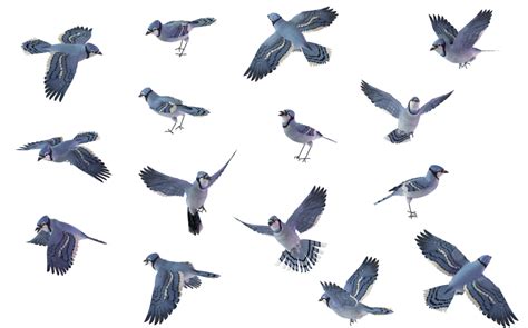 Pigeon Clipart Bird Migration Pigeon Bird Migration Transparent Free