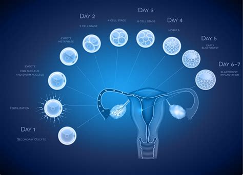 Embryo Implantation Npc