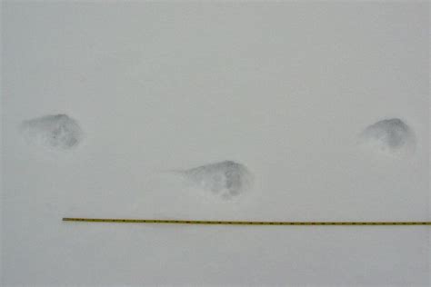 Mountain lions occupy much of the western north american continent, making the rocky bobcats tend to be small mammal hunters, specialists with the flexibility to experiment with new foods. Mountain Lion Tracks In Snow | Mountain lion, Lion, Mountains