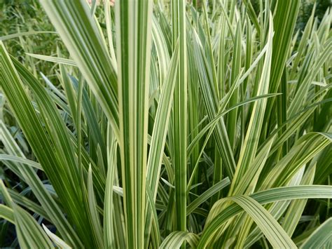 Glyceria Maxima Variegata Variegated Reed Sweet Grass Artisan Aquatics