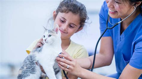 Why Your Cat Needs Health Insurance Spectacular Pet Stuff Learn