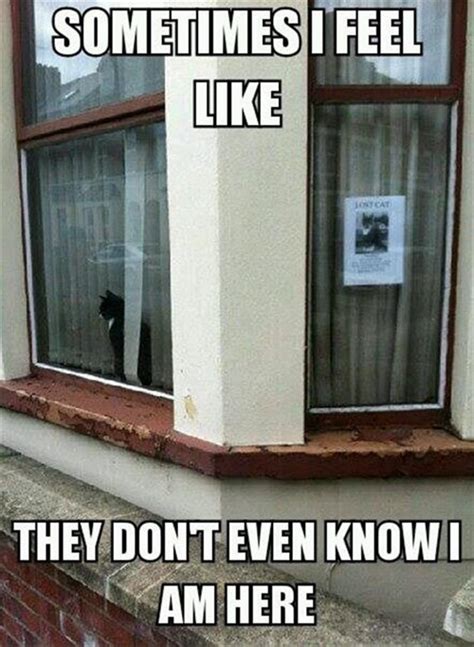 Stealthy Cat Is A Little Too Stealthy Lolcats Lol Cat Memes