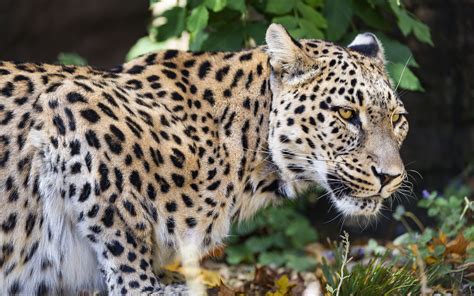 Download Wallpaper 3840x2400 Leopard Big Cat Predator Animal Blur
