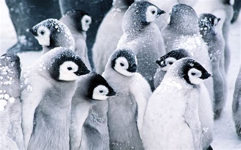 Tapety 1920x1200 Px Ptaki Pingwiny śnieg 1920x1200 Wallpaperup