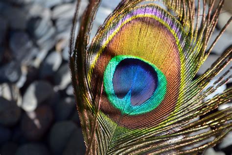 Wallpapers of Peacock Feathers HD 2018 ·① WallpaperTag