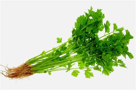Tips menyimpan daun ketumbar biar tetap awet. Jangan Silap Beli Lagi, Ini 5 Perbezaan Antara Daun Sup ...