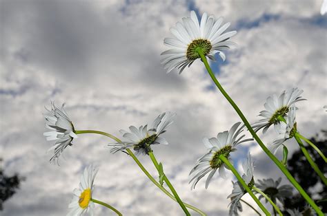 Daisy Daisies Spring · Free Photo On Pixabay
