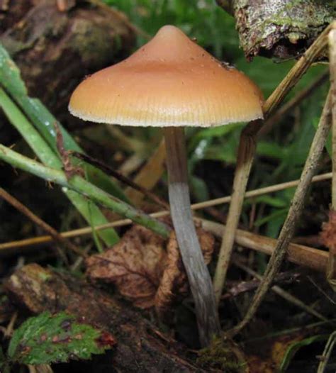 How To Grow And Care For Magic Mushrooms Psilocybin