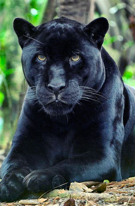 Panther Animais Selvagens