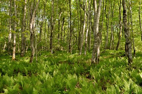 21 Reasons Why Forests Are Important