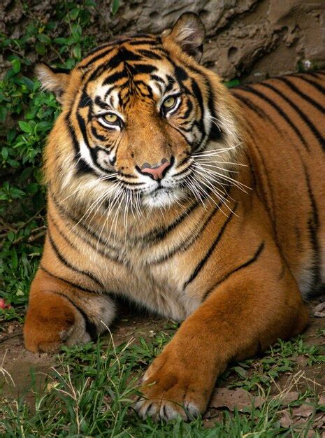 Premium Photo Portrait Of Sumatran Tiger