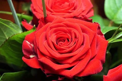 Roses Fleurs Rose Rouge · Photo Gratuite Sur Pixabay