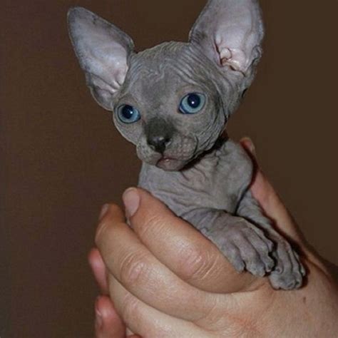 A Gorgeous Blue Sphynx Baby Cute Cats Cute Animals Cats