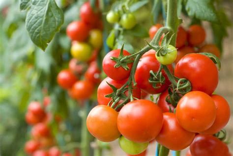 Everything You Should Know About Growing Tomatoes Indoors Tomato