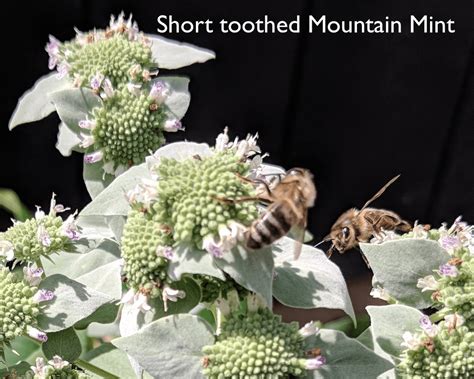 Mountain Mint, Short-toothed #1 (Pycnanthemum muticum) - Scioto Gardens ...