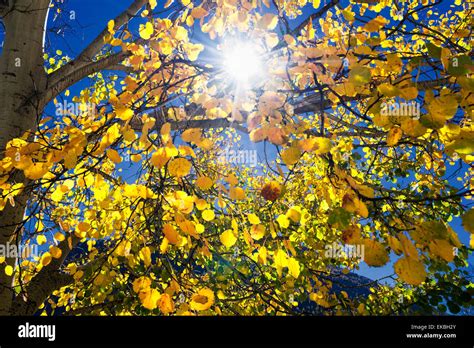 Sun Through Autumn Leaves Switzerland Europe Stock Photo Alamy