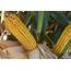 Top Ten Tips For Increasing Corn Yields  Latham Hi Tech Seeds