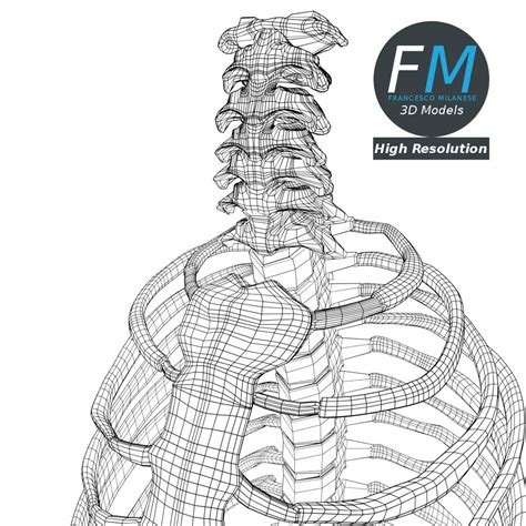The rib cage, which forms the chest wall, is an important volume. Anatomy - Human Spine Torso and Rib Cage