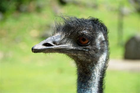 Bird Emu An Free Photo On Pixabay Pixabay