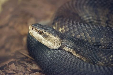 Boca De Algodao Cobra