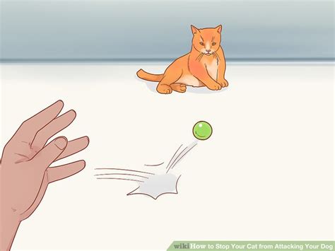 4 Ways To Stop Your Cat From Attacking Your Dog Wikihow Pet