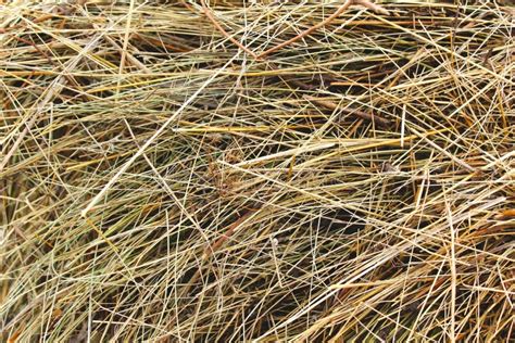Abstract Background Of Dry Hay The Natural Texture Of Dry Straw Is
