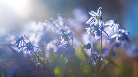 Online Crop Blue Petaled Flower Flowers Nature Sunlight Blue