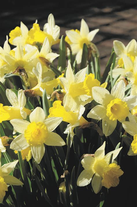 Si tratta di una pianta che può. Å! 45+ Vanlige fakta om Fiori Bianchi Con Centro Giallo ...