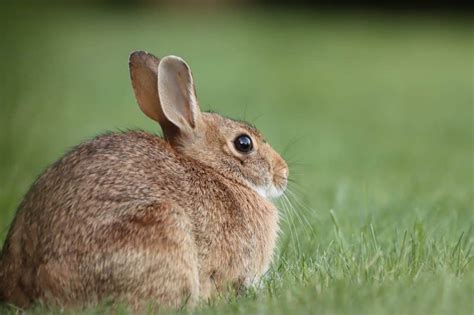 Desert Cottontail Rabbit Facts Behavior Care And More Pet Breeezy