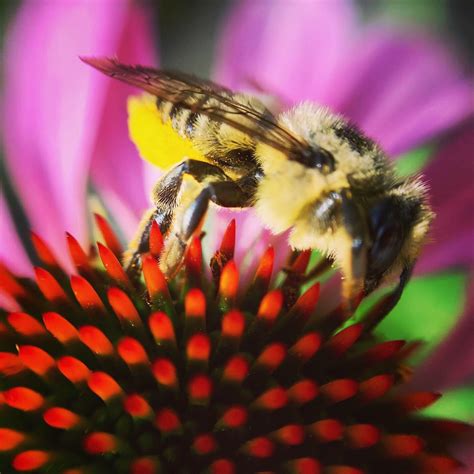 From honey bees to solitary bees, find the perfect bee hive for your pollinators. Beeeeeeutiful!!! Love seeing the bees in my garden AND ...