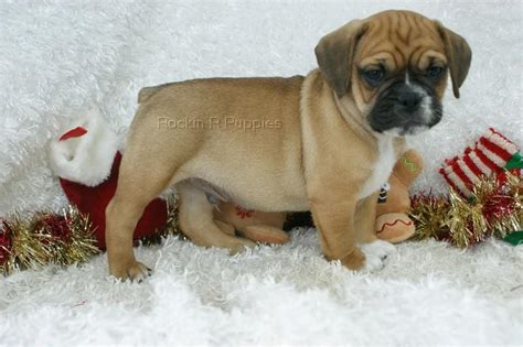 Tlc kennel are proud to offer a wide selection of designer puppy breeds! Auggie Puggle Bull Rockin R Puppies