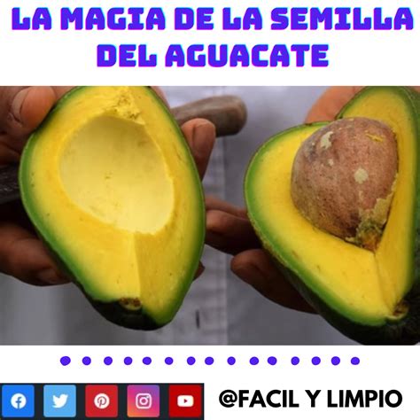 Los Beneficios De La Semilla De Palta O Aguacate Para Tu Salud